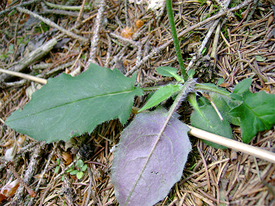 HABICHTSKRAUT (Hieracium) Habichtskrwald2newbyqik