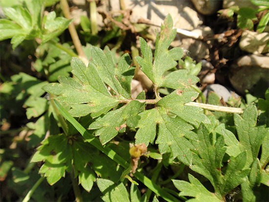 HAHNENFUSS (Ranunculus) Hahnfukriech2newtuk68