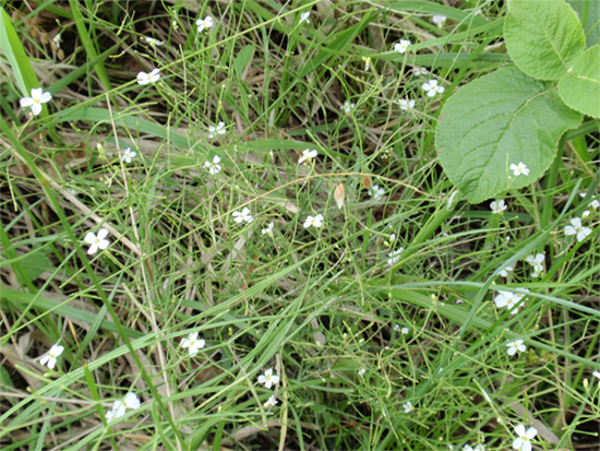 SCHAUMKRESSE (Arabidopsis) Hallerschschaumkressel8sfq