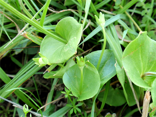 HERZBLATT - Sumpf (Parnassia palustris) Herzblsumpf3new0buw5