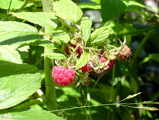 HIMBEERE (Rubus idaeus) Himbeere1newuluzn