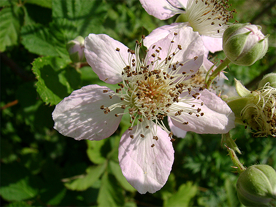 HIMBEERE (Rubus idaeus) Himbeere2newayuq4