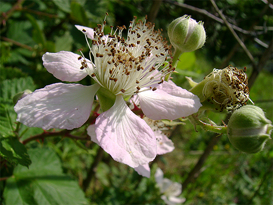 HIMBEERE (Rubus idaeus) Himbeere3newk2u6j