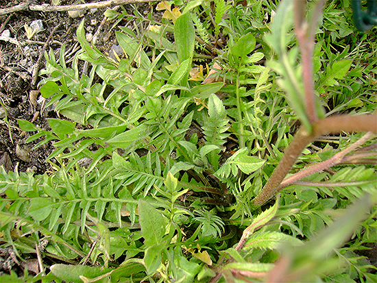 HIRTENTÄSCHELKRAUT - gewöhnliches (Capsella bursa - pastoris) Hirtentaeschel1newspp9g