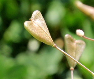HIRTENTÄSCHELKRAUT - gewöhnliches (Capsella bursa - pastoris) Hirtentaeschel3newkcrm3