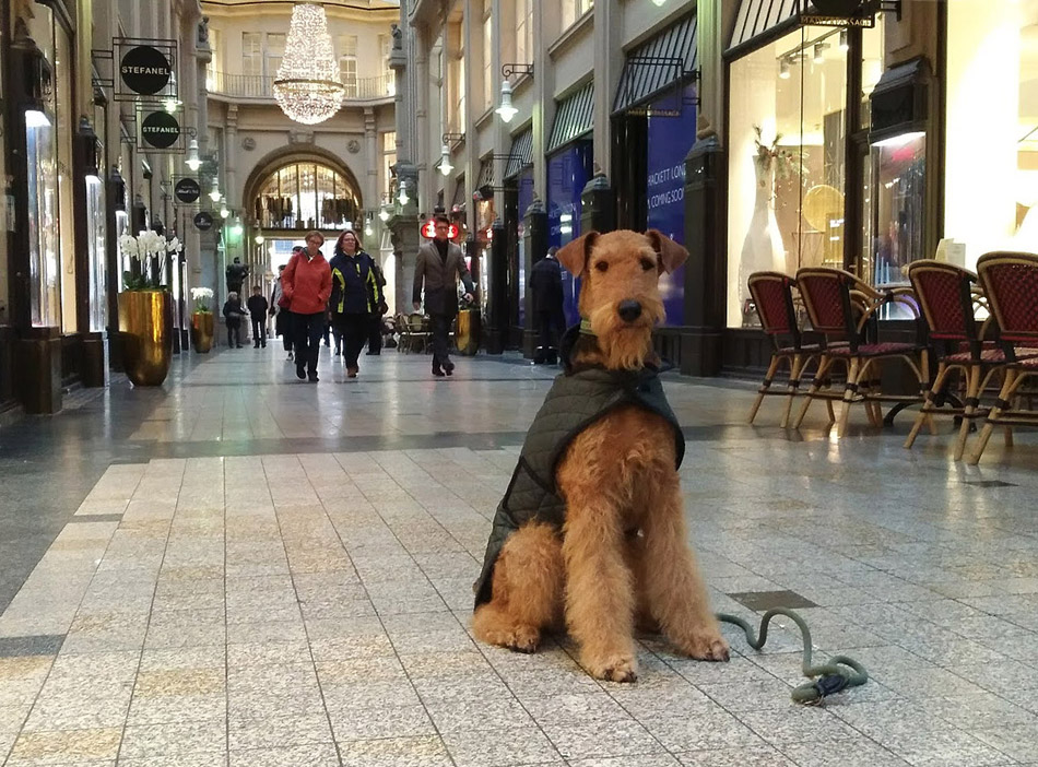 Airedale Terrier Zucht Wien