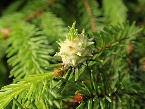 FICHTE (Picea) Jungerfichtenzapfendlpep