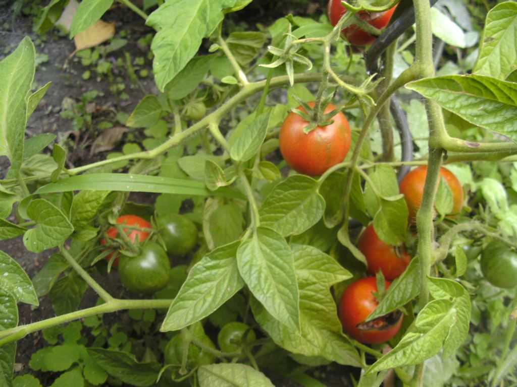 Experience Tomato Growing with the Helpful Forum of Tomatoville!