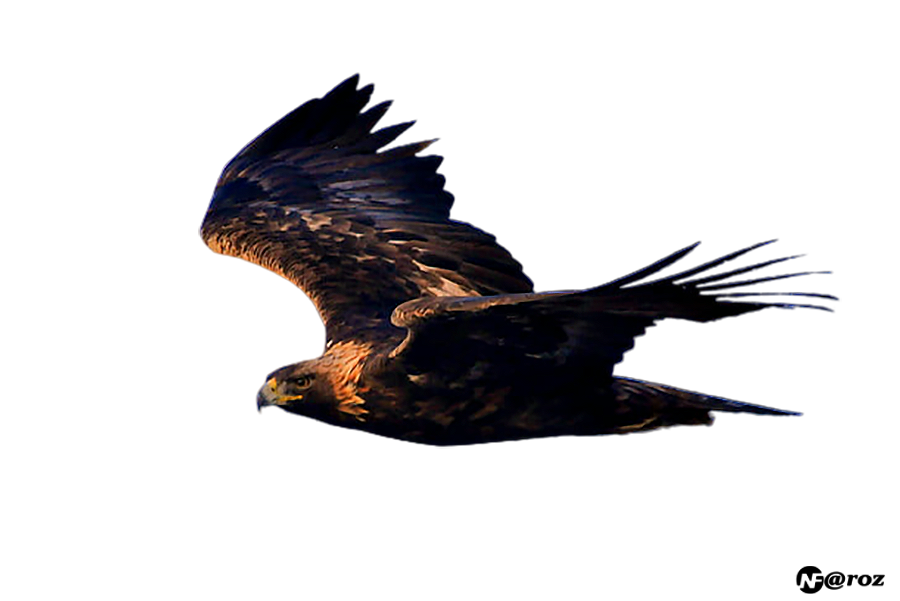Kartal PNG - Eagle PNG