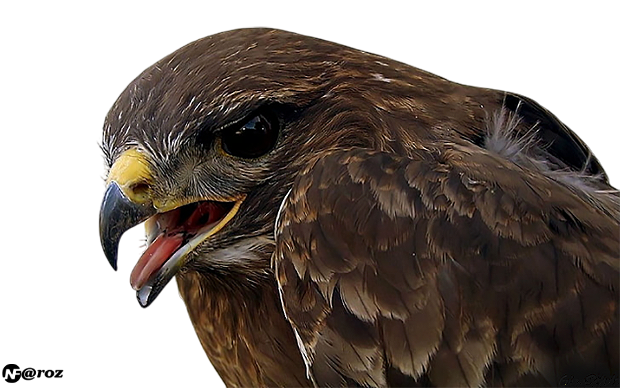 Kartal PNG - Eagle PNG