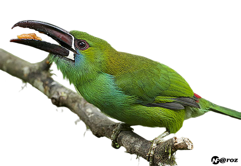 Kuş PNG - Bird PNG
