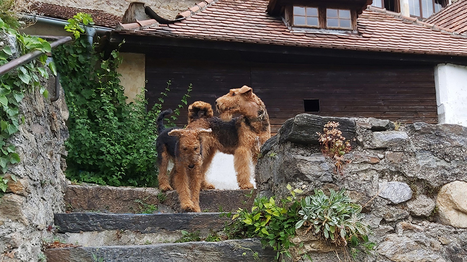  Airedale Terrier, Collie Zucht Wien