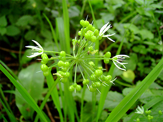 LAUCH (Allium) Lauchbaer4newebbcq