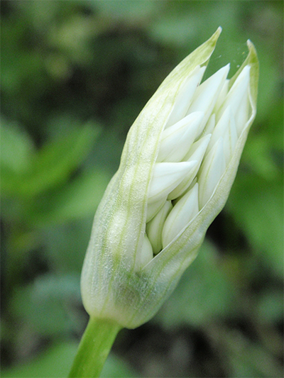 LAUCH (Allium) Lauchbaer6new24z6l