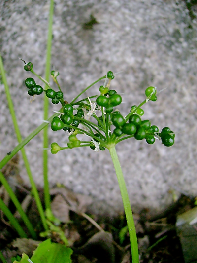 LAUCH (Allium) Lauchbaer7neweslu8