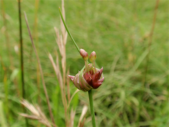 LAUCH (Allium) Lauchross1newvhqsx