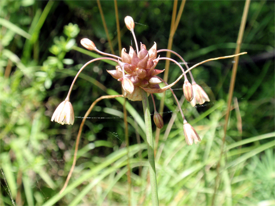 LAUCH (Allium) Lauchross7newucp9u