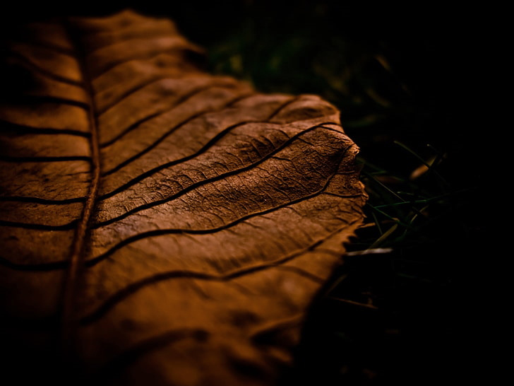 leaf-dry-shade-brown-8wkja.png