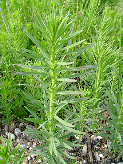 LEINKRAUT - gewöhnliches (Linaria vulgaris) Leinkrgew2new6sobj