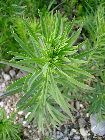 LEINKRAUT - gewöhnliches (Linaria vulgaris) Leinkrgew3newxeqlz