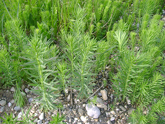 LEINKRAUT - gewöhnliches (Linaria vulgaris) Leinkrgew4newpxryq