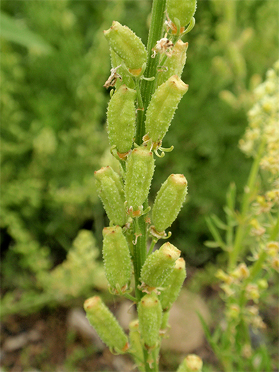 LEINKRAUT - gewöhnliches (Linaria vulgaris) Leinkrgew6new21r0c