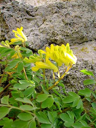 LERCHENSPORN (Corydalis / Pseudofumaria) Lerchenspgelb1newcqqfi