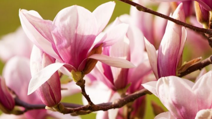 magnolia-up-close-shuujsom.jpg