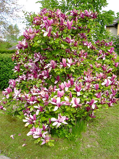 MAGNOLIE (Magnolia) Magnoliepurpur1new65u5s