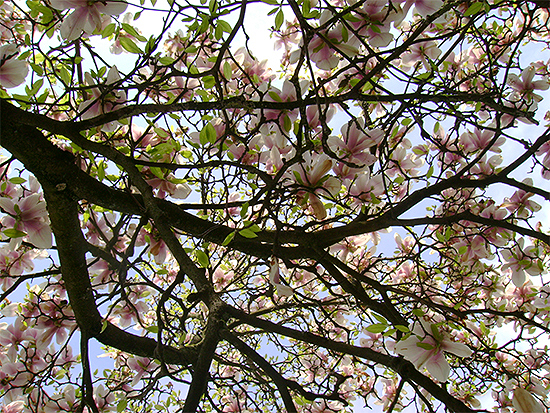 MAGNOLIE (Magnolia) Magnolietulp1newrru11