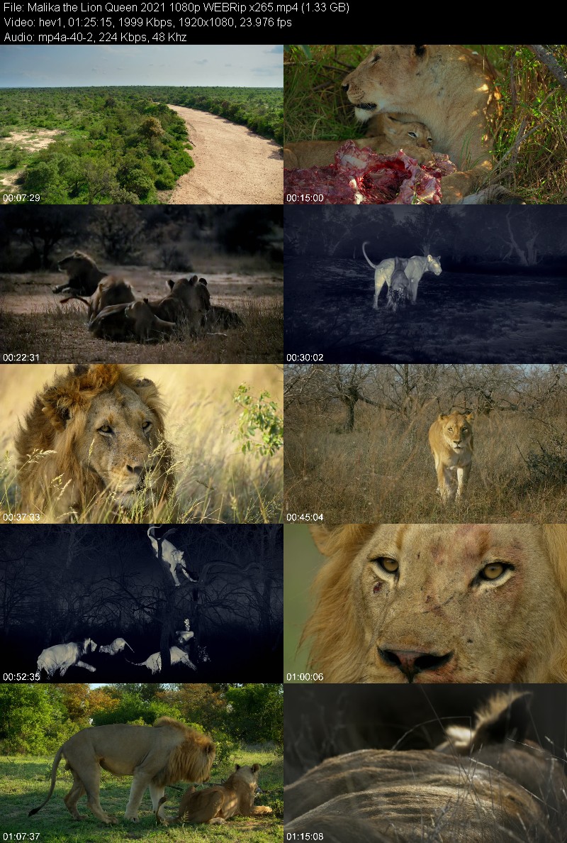 malika.the.lion.queeng0ias.jpg