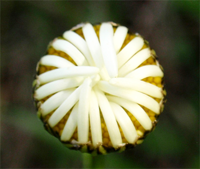 MARGERITE (Leucanthemum) Margerite6new4xufx