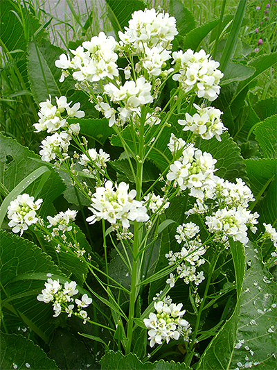 MEERRETTICH - (Armoracia rusticana) Meerrettich3newpsu68