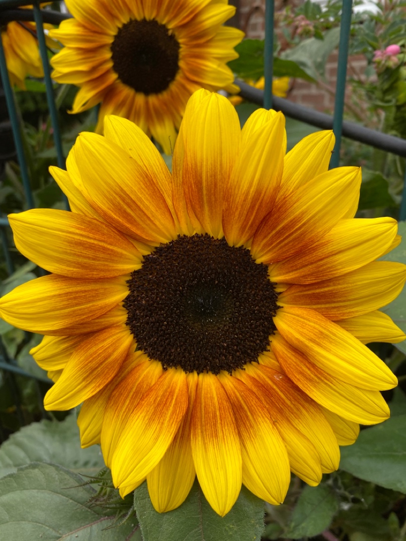 Sonnenblume Fotovorlage zum Abzeichnen