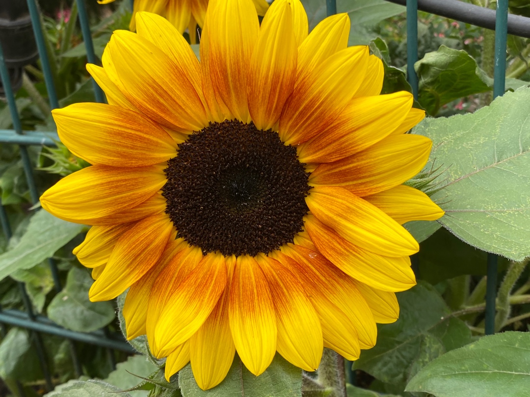 Sonnenblume Fotovorlage zum Abzeichnen