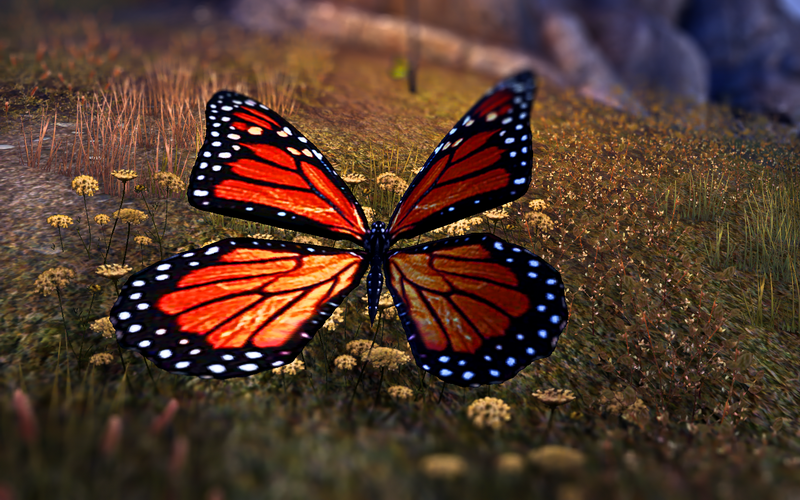 mytesobutterflycollec5bsdh.png