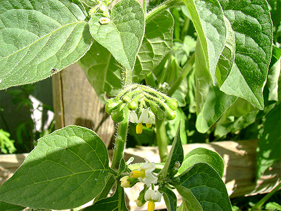 NACHTSCHATTEN (Solanum) Nachtschschw2newimui7
