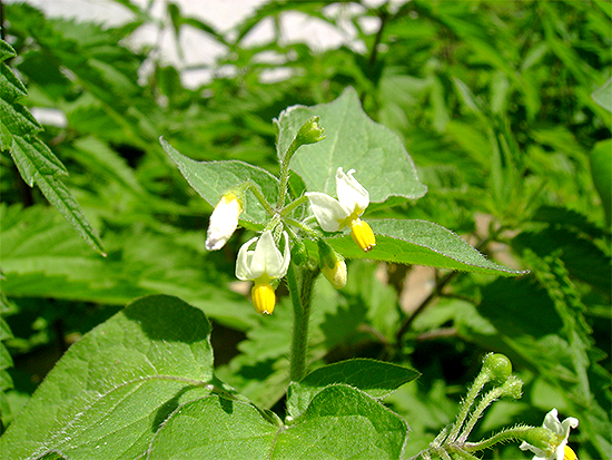 NACHTSCHATTEN (Solanum) Nachtschschw3newv3unp