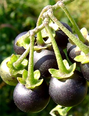 NACHTSCHATTEN (Solanum) Nachtschschw4newxiumd