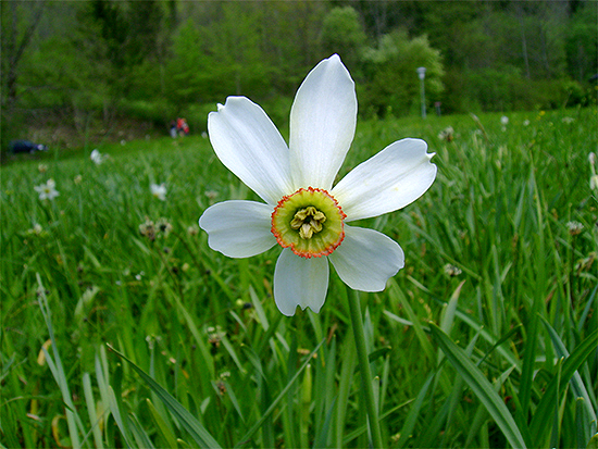 NARZISSE (Narcissus) Narzisseweiss1newfeuut