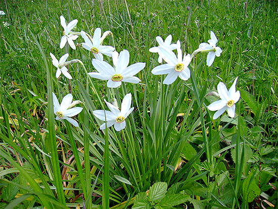 NARZISSE (Narcissus) Narzisseweiss2newbpu88