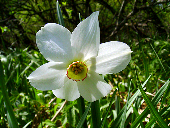 NARZISSE (Narcissus) Narzisseweiss3new1eu52