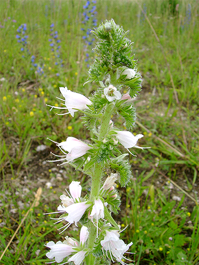 ALBIFLORA - weisse Pflanzenschönheiten Natternkopfweiss1new2hu53