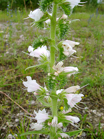 NATTERNKOPF - gewöhnlicher (Echium vulgare) Natternkopfweiss2newmjuya