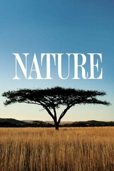 Nature S41E09 Dogs in the Wild Defending Wild Dogs 1080p HEVC x265-MeGusta