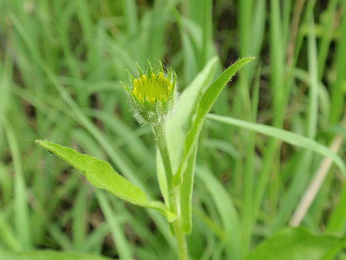 OCHSENAUGE - weidenblättriges (Buphthalmum salicifolium) Ochsenauge2new1iqvv