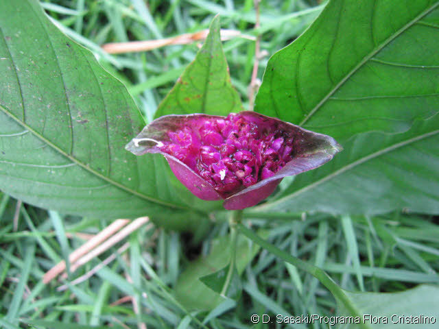 Psychotria COLORATA fogli per bewurzelung Big Leaves for propagation 