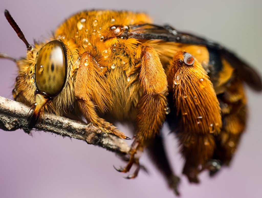 What are the Dangers of Teddy Bear Bees?