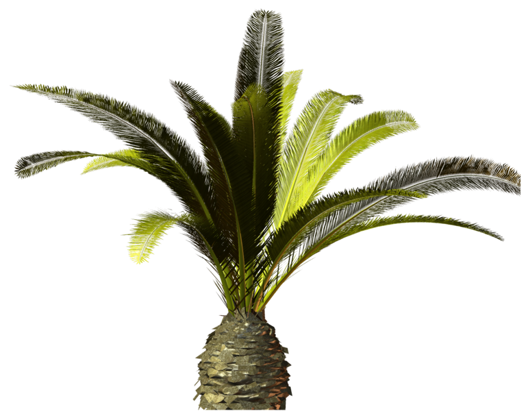palms_png_12xefnc.png