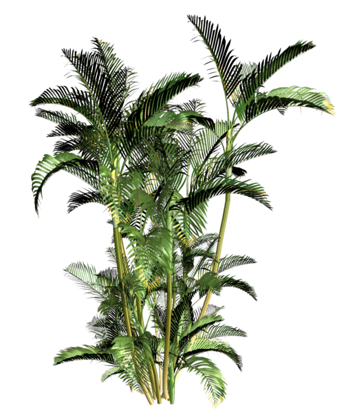 palms_png_1572syr.png